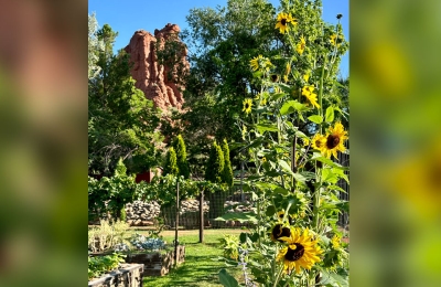 Sunflower-Red-Rock-LosLagos-Sedona