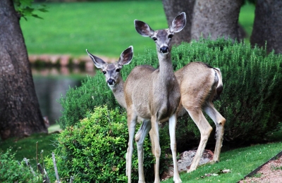 LosLagos-Sedona-lake-Deer