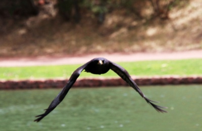 LosLagos-Sedona-lake-Hawk