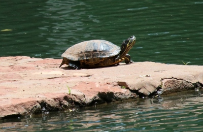 LosLagos-Sedona-lake-Turtle
